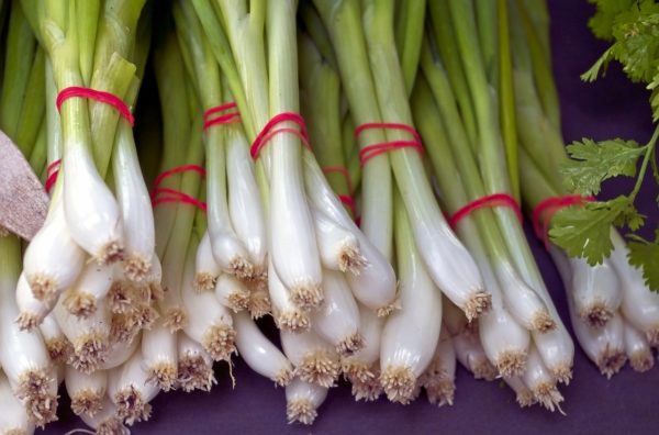 fresh green onion bunches, vegetables, food