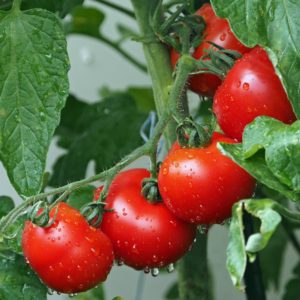 tomatoes, bio, balcony